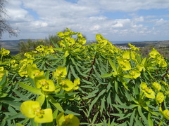 Euphorbia dendroides
