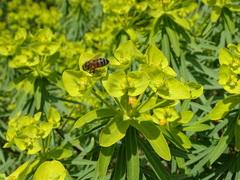 Euphorbia dendroides