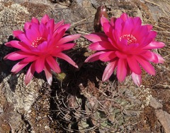 Echinopsis obrepanda