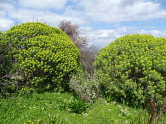 Euphorbia dendroides