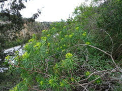 Euphorbia dendroides