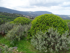Euphorbia dendroides