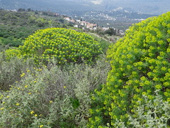 Euphorbia dendroides