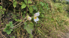 Eriocapitella vitifolia