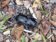 Pasimachus sublaevis