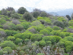 Euphorbia dendroides