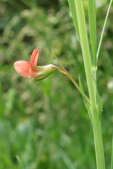 Lathyrus sphaericus