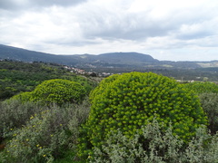 Euphorbia dendroides