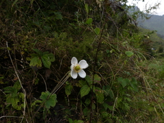 Eriocapitella vitifolia