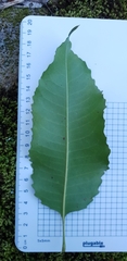 Schizomeria ovata