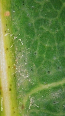 Schizomeria ovata
