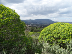 Euphorbia dendroides