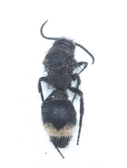 Dasylabris atrata