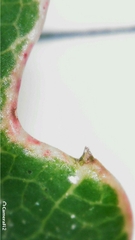 Schizomeria ovata