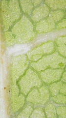 Schizomeria ovata