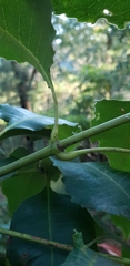 Schizomeria ovata