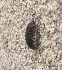 Armadillidium