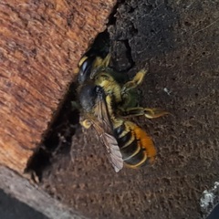 Megachile centuncularis
