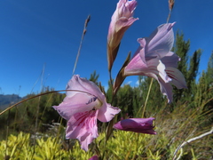 Gladiolus hirsutus