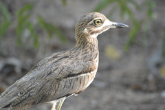 Burhinus vermiculatus