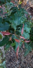 Schizomeria ovata