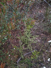 Persoonia hirsuta evoluta