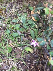 Caladenia latifolia