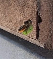 Megachile centuncularis