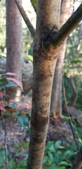 Schizomeria ovata