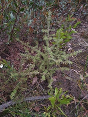 Persoonia hirsuta evoluta
