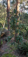 Schizomeria ovata
