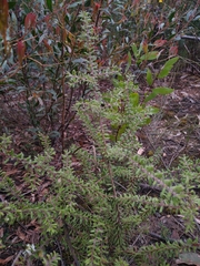 Persoonia hirsuta evoluta
