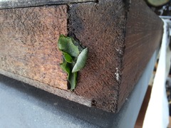 Megachile centuncularis