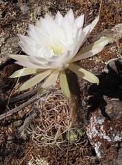 Echinopsis obrepanda