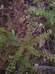Persoonia hirsuta evoluta