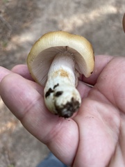 Russula grata