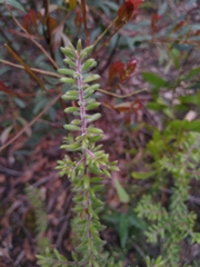 Persoonia hirsuta evoluta