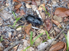 Pasimachus sublaevis