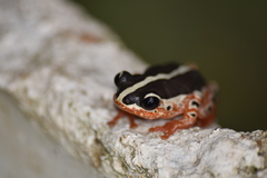 Hyperolius marmoratus