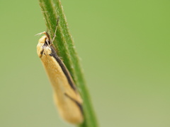 Philobota protecta