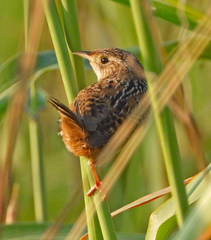 Cistothorus stellaris