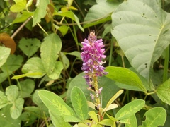 Grona heterocarpos
