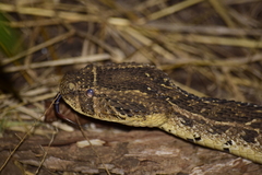Bitis arietans arietans