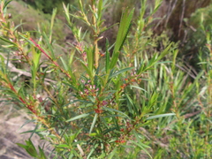 Empleurum unicapsulare