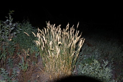Agropyron