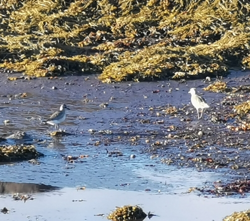Grey Plover