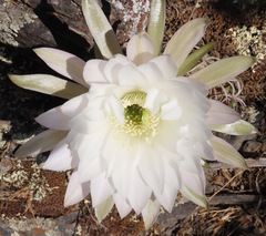 Echinopsis obrepanda