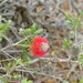Melaleuca lachnocephala - Photo (c) ladyrobyn, algunos derechos reservados (CC BY-NC), subido por ladyrobyn