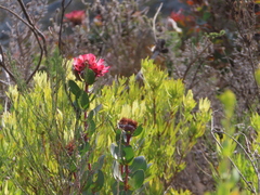 Protea punctata