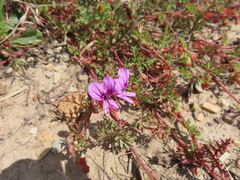 Pelargonium multicaule multicaule